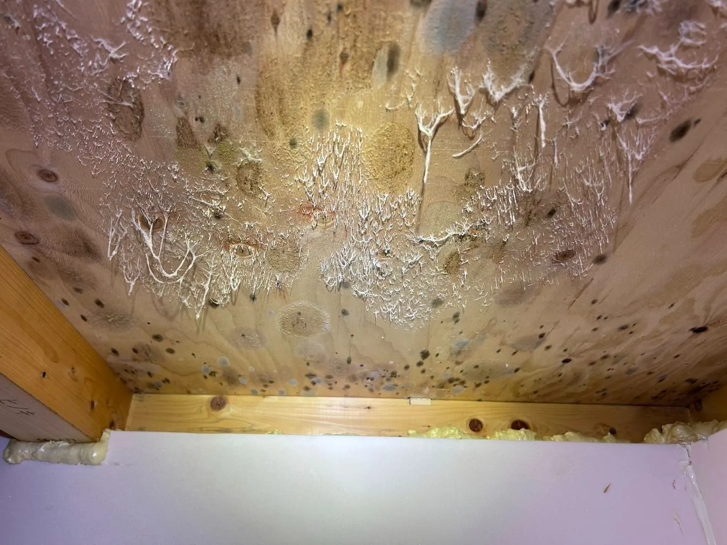 カビ取り・カビ対策