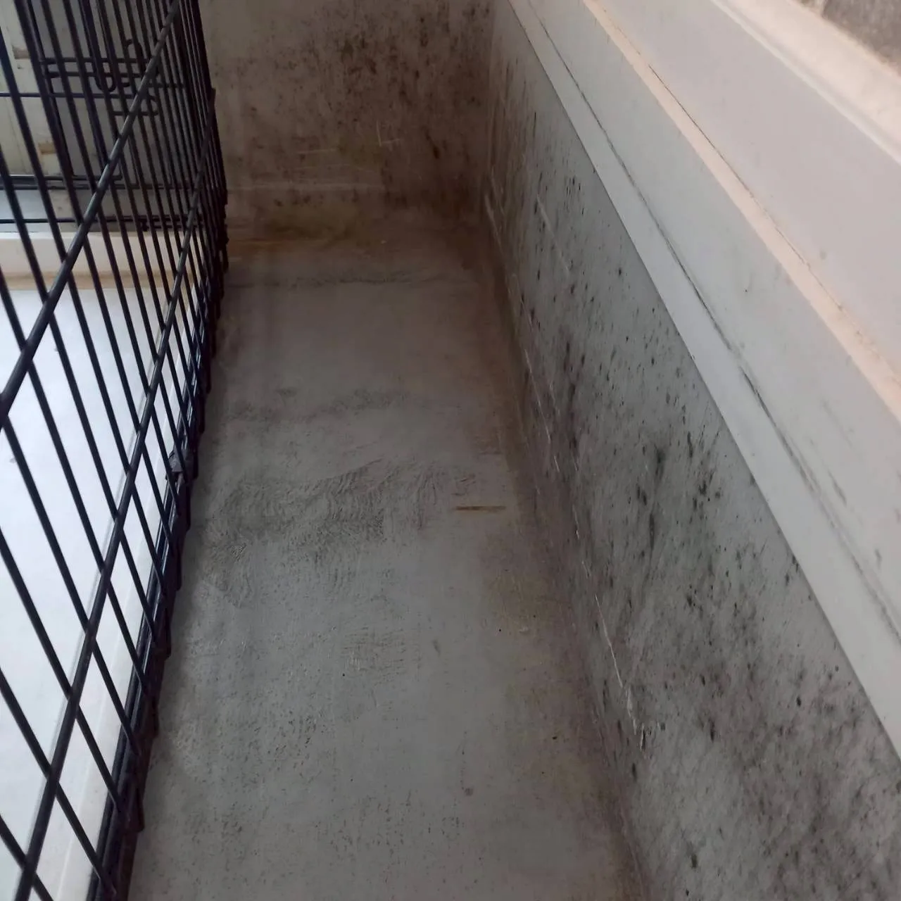 店舗内　立ち上がり部分(コンクリート)除カビ工事