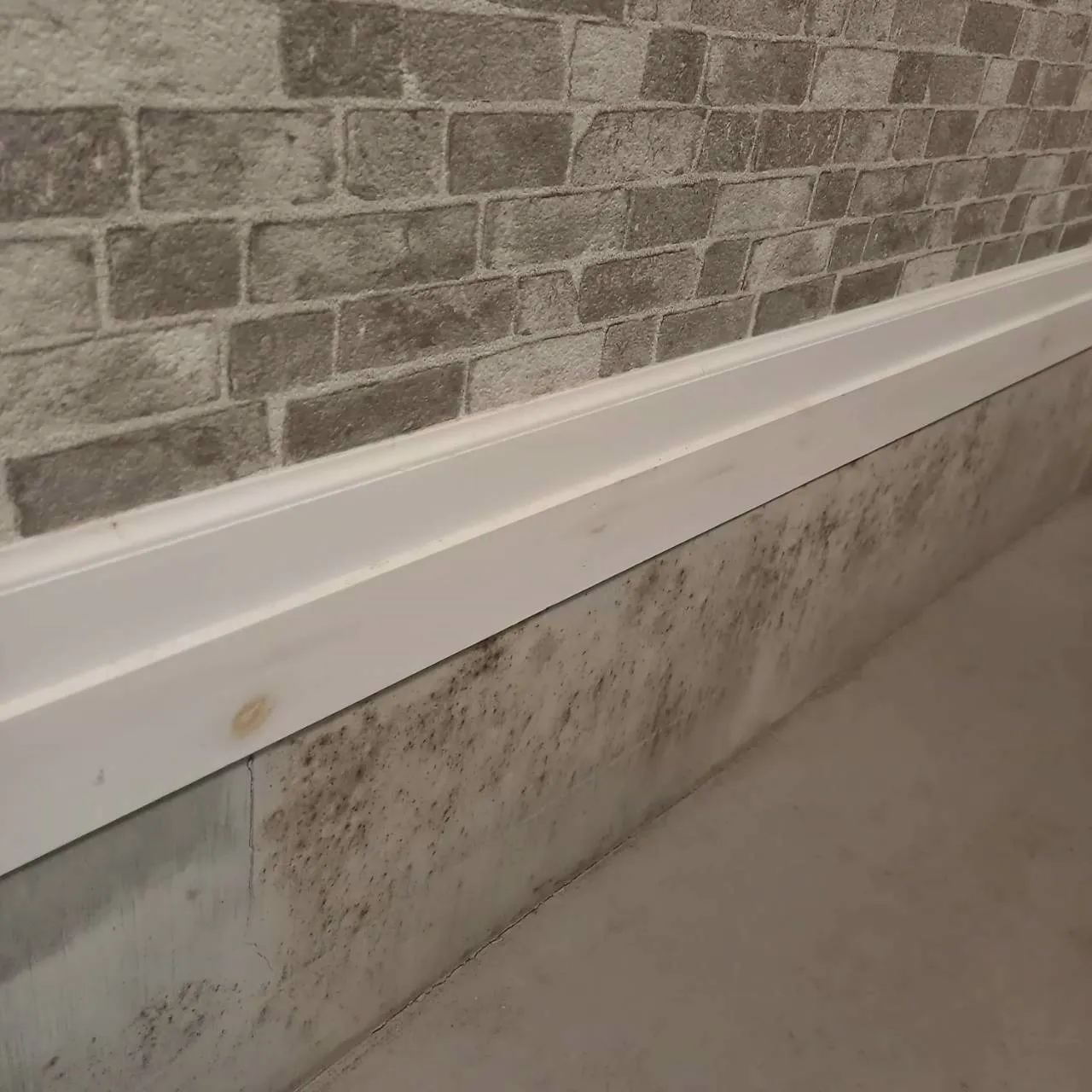 店舗内　立ち上がり部分(コンクリート)除カビ工事