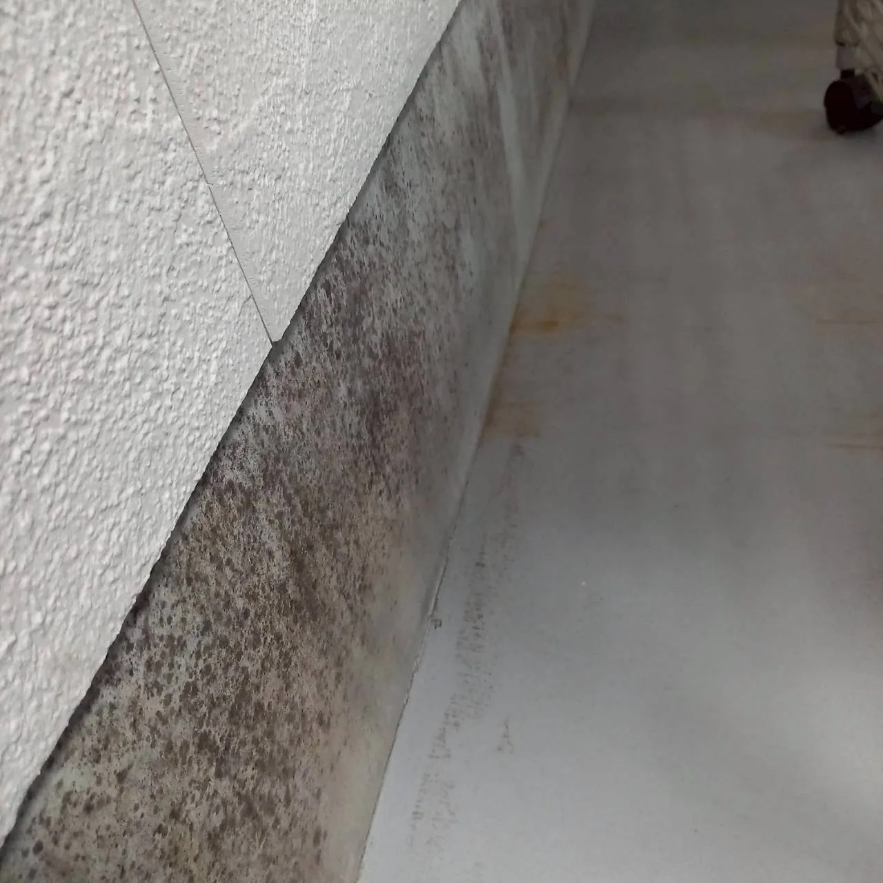 店舗内　立ち上がり部分(コンクリート)除カビ工事