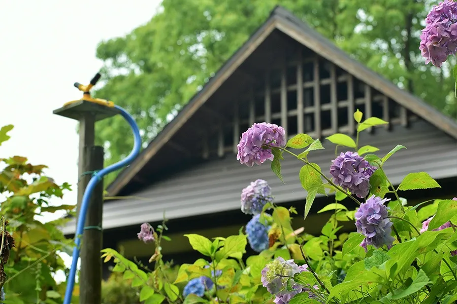 【予報】2026年の梅雨入りはいつ？繁忙期で予約が埋まる前に！4月のカビ対策がお得で確実な理由｜梅雨カビ予防は早めの相談が安心