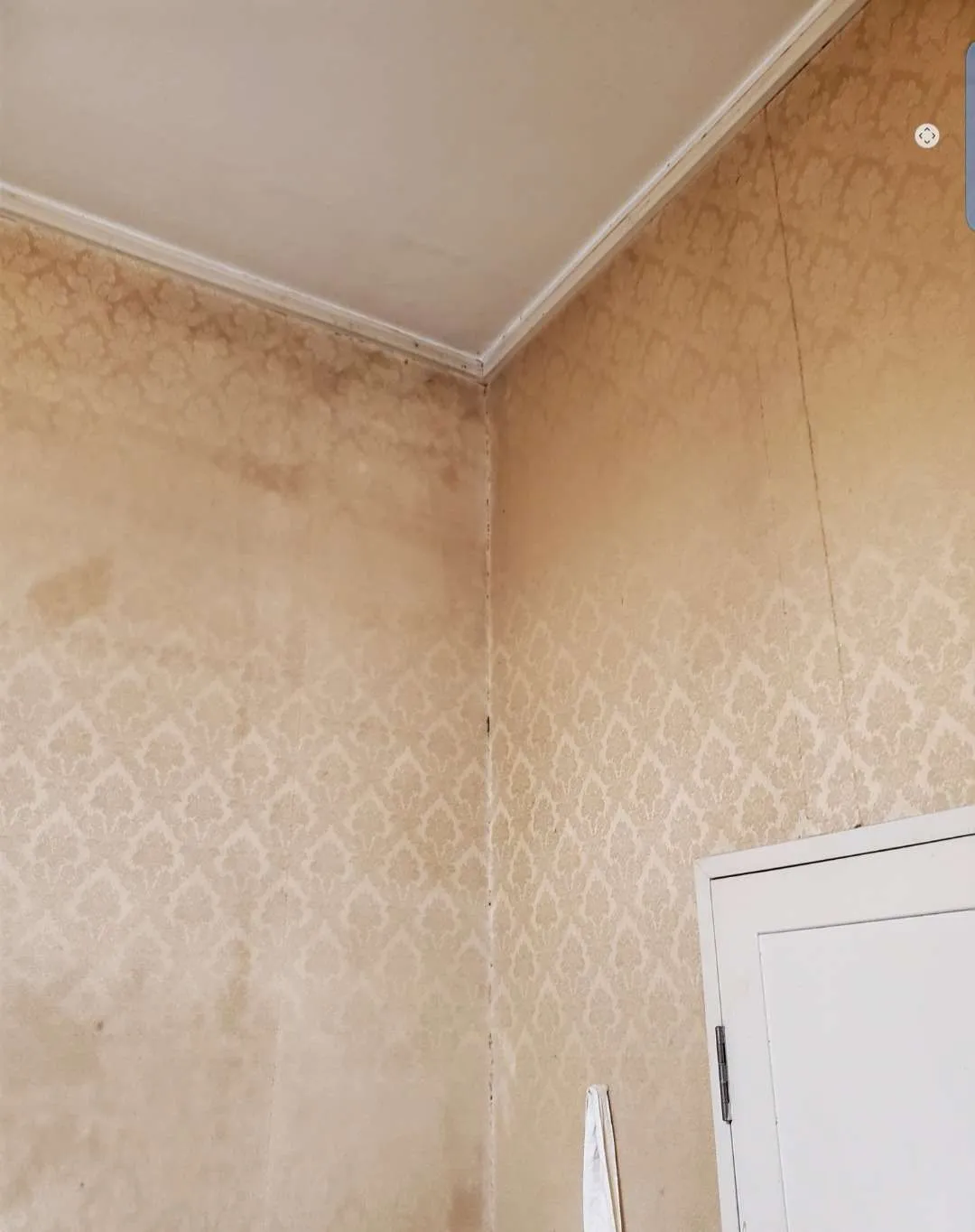 【GW初日】実家がカビ臭い…その違和感は危険サイン⚠️親に内緒でできる5つのチェックリスト