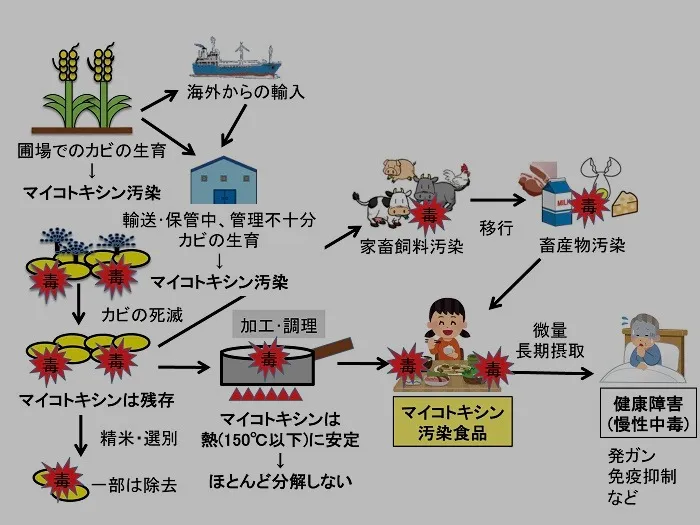 【要注意⚠️】マイコトキシン（カビ毒）とは？知らないと怖い健康被害と対策｜東北のカビ相談はカビバスターズ仙台へ