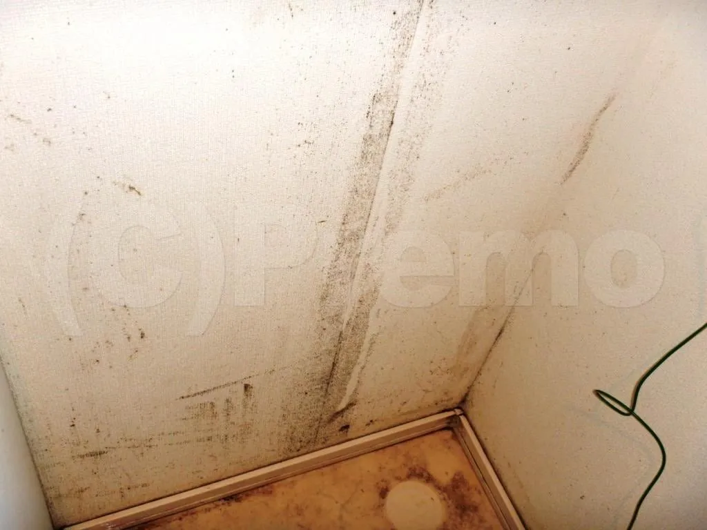 仙台市で増加する洗濯機置場周辺のカビ問題｜見えない湿気リスクと再発防止の専門対策