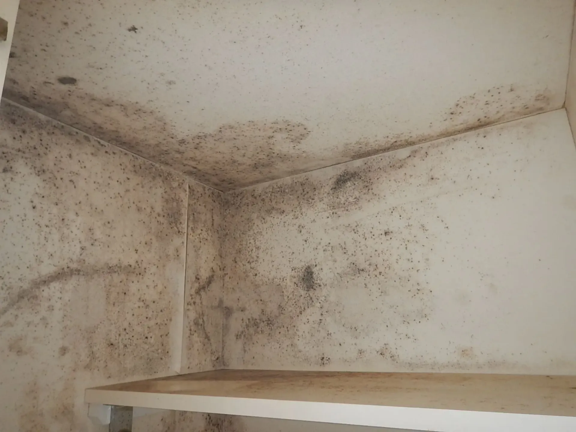 壁紙のカビ、市販の漂白剤で拭いていませんか？プロが警告する「絶対にNGなカビ取り」と再発を防ぐ正しい対策｜ＭＩＳＴ工法®カビバスターズ仙台