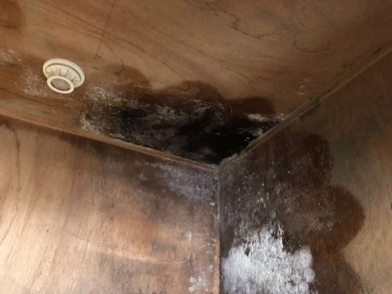 【祝日も受付OK✨】カビの悩みは連休中にスッキリ解決！LINE写真診断で簡単＆安心見積もり｜MIST工法®カビバスターズ仙台